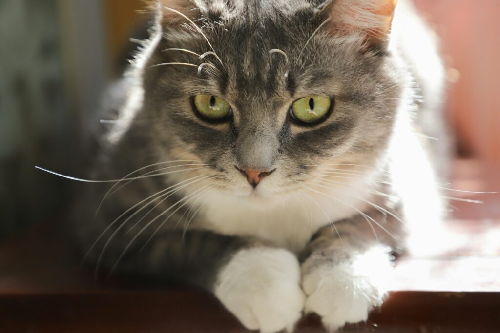 A domesticated cat with gray fur, white paws, and bright green eyes